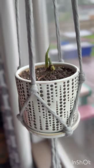 Video review of Starfish Project Flourish Plant Hanger  by 6783e3c080b958b8fcc65257