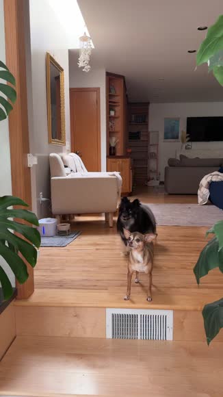 Video review of Archway Pet Doggie Treats made  of invasive Silver Carp fish  by morganbreisch