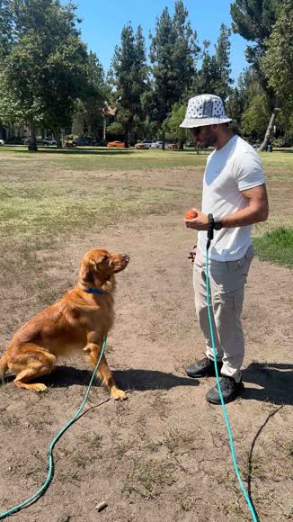 Video review of Clips Pets & Animals  by 678c0ee82a3d32d1e2fd5f45