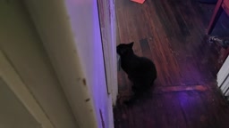 Video review of Leo's Paw Cat Corner Self Groomer  by 682a58e286946098b5619512