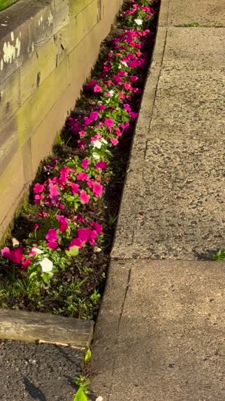 Video review of Clips Home & Garden  by 6786eca9c4fb8aa7f4d0cfdb
