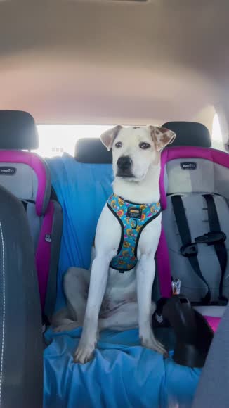 Video review of Sassy Woof Dog Adjustable Harness - Nickelodeon CatDog™  by 676233633b027936145ce239