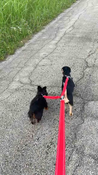 Video review of Waloo Products Waloo Double Dog Bungee Leash (Red) – Hands-Free Control & Comfortable Walks for Two Dogs!  by 676813123cc340d2a4db0550