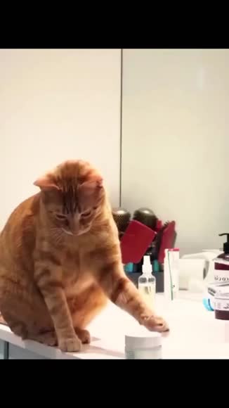 Video review of Clips Pets & Animals  by cantstopnowstudio