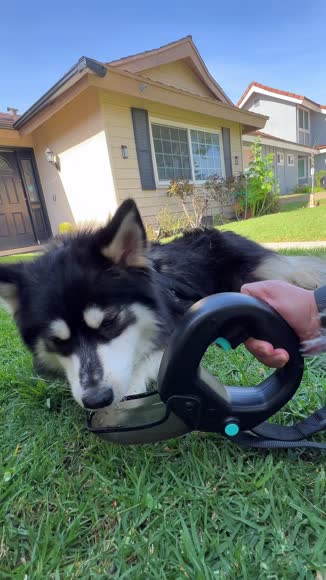 Video review of Spleash Spleash®  Without Leash  by yr8gswthpv
