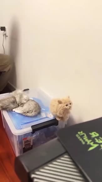 Video review of Clips Pets & Animals  by cantstopnowstudio