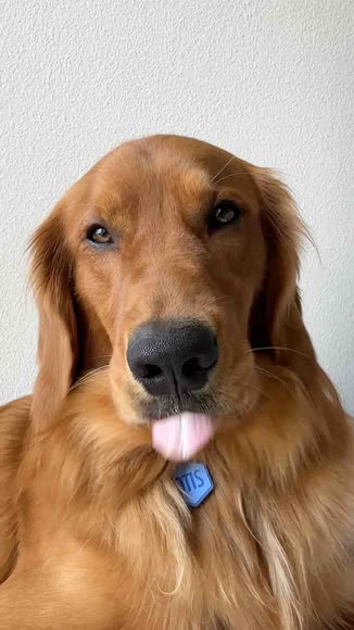 Video review of Clips Pets & Animals  by 678c0ee82a3d32d1e2fd5f45