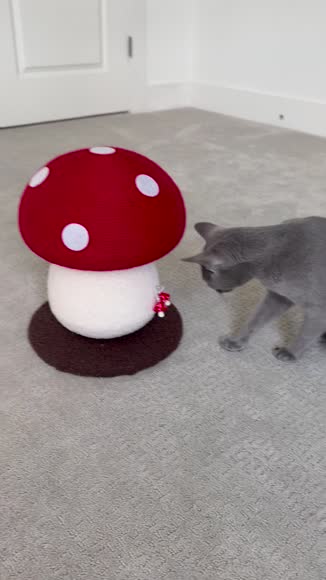 Video review of 8 Side Mushroom Cat Play House  by 651871c481d8f2ae14822841