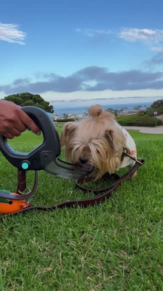 Video review of Spleash Spleash®  Without Leash  by yr8gswthpv