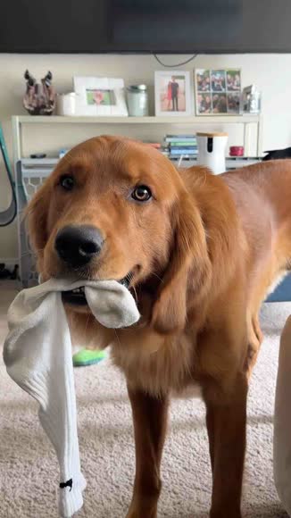 Video review of Clips Pets & Animals  by 678c0ee82a3d32d1e2fd5f45