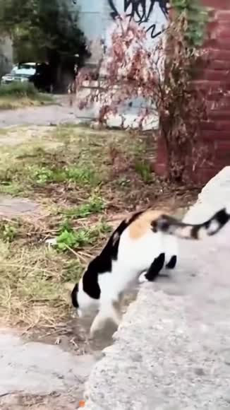 Video review of Clips Pets & Animals  by cantstopnowstudio