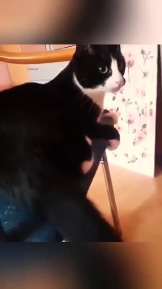Video review of Clips Pets & Animals  by cantstopnowstudio