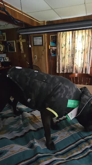 Video review of GF Pet Recycled Parka  by lauragraham261