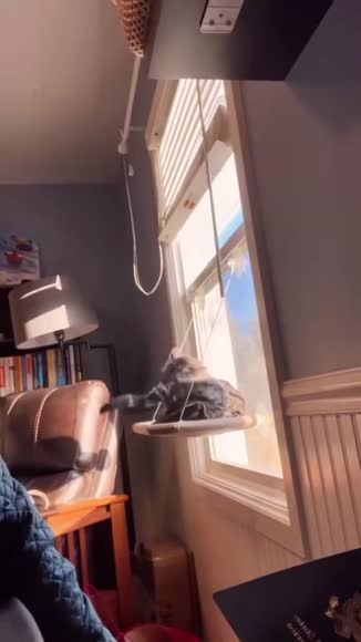 Video review of Clips Pets & Animals  by cantstopnowstudio