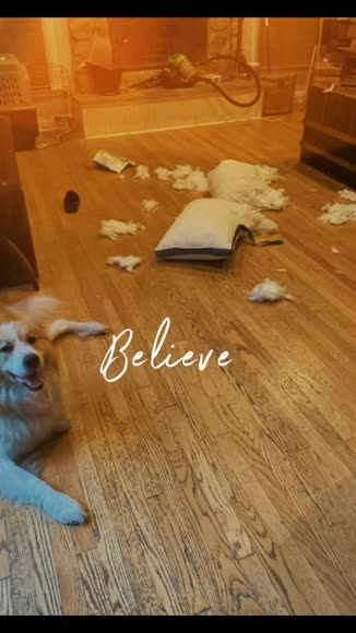 Video review of Clips Pets & Animals  by 677abab33563312a3dffd689