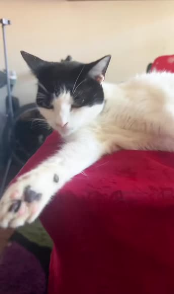 Video review of Clips Pets & Animals  by 67ca52c3e0e29a73dbb25558