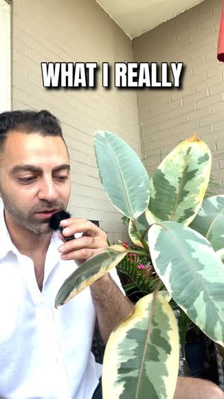 Video review of Plants & Roses Ficus Elastica 'Tineke'  by contact12357