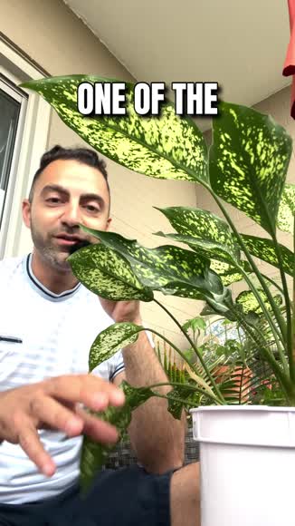 Video review of Plants & Roses Dieffenbachia Camille - Vibrant Dumb Cane Plant  by contact12357