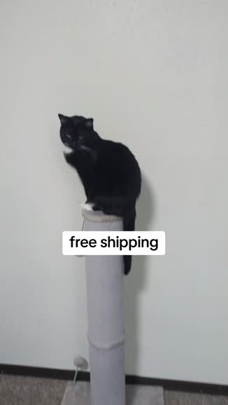Video review of Clips Pets & Animals  by 676dd74c851a79ae4196b46f