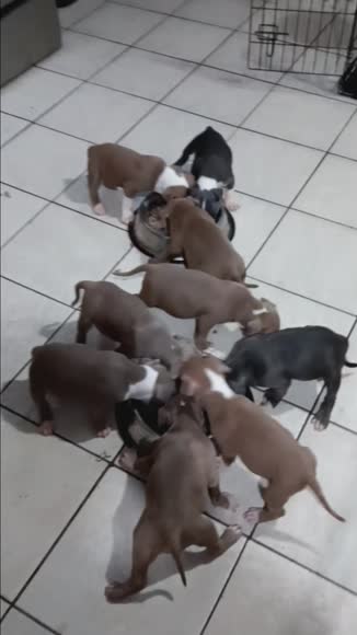 Video review of Clips Pets & Animals  by 6792322e990de45e385b9078