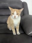 Video review of Clips Pets & Animals  by 676dd74c851a79ae4196b46f