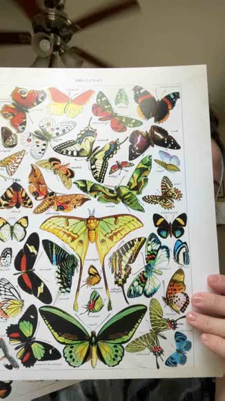 Video review of Haus and Hues Adolphe millot butterfly poster set of 3 (unframed)  by jasminebbeauty