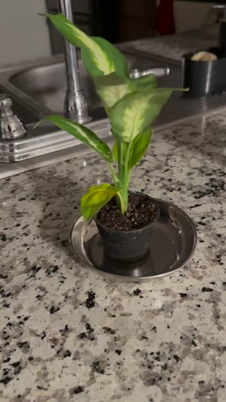 Video review of Plants & Roses Dieffenbachia Camille - Vibrant Dumb Cane Plant  by 675acaceb3fcdf4122f9e1d8
