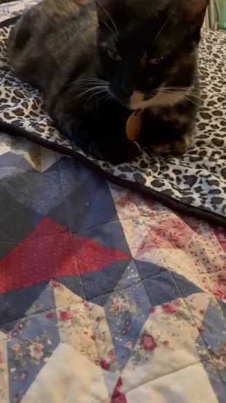 Video review of Waloo Products Waloo White Leopard Luxury Pet Blanket – Ultra-Soft, Cozy Comfort for Your Furry Friend  by 678acb9b2ae2d21a33b8e05c